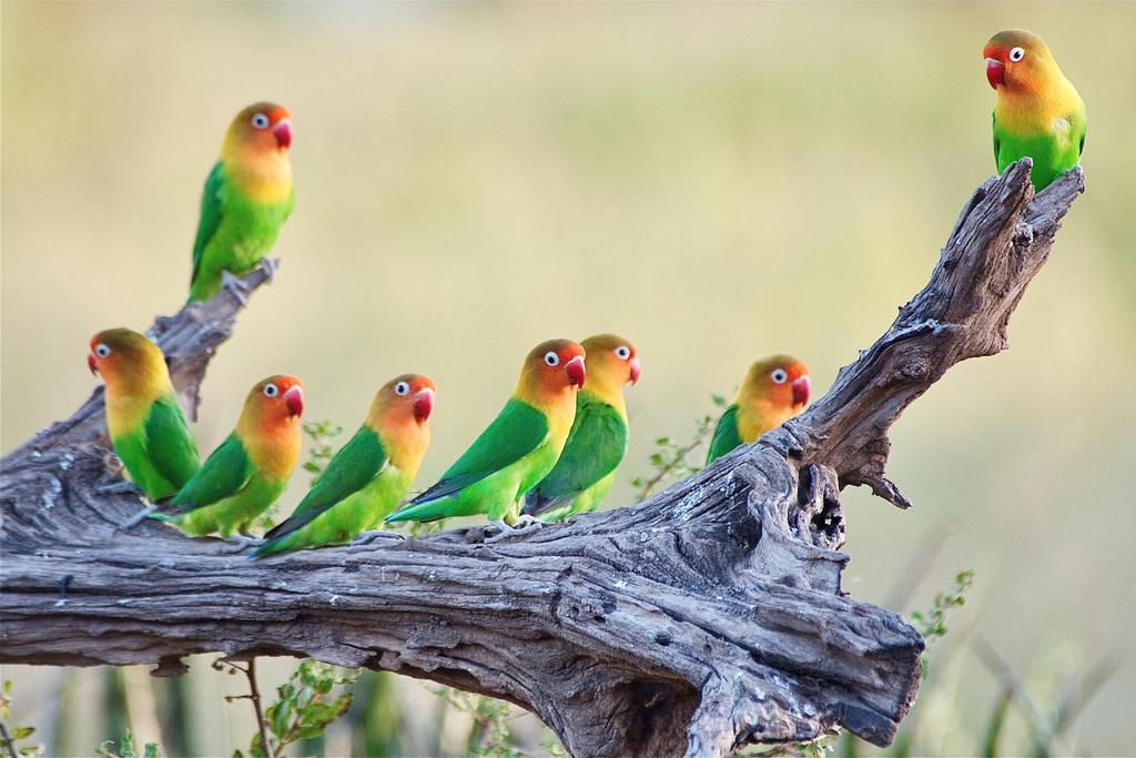 bunte Vögel Ngorongoro Nationalpark