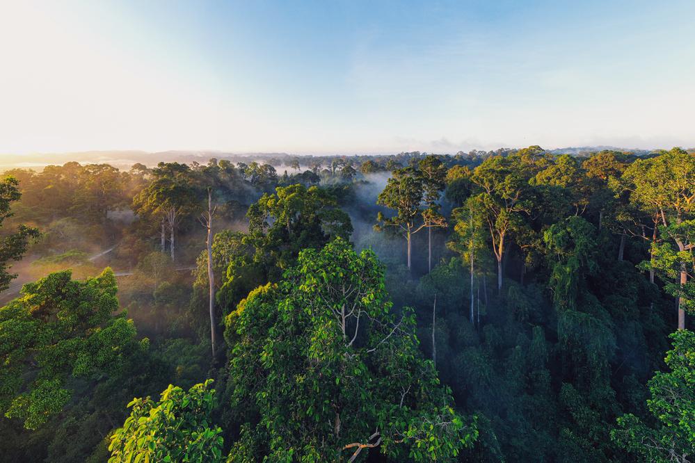 Luftansicht des tropischen Regenwaldes von Borneo
