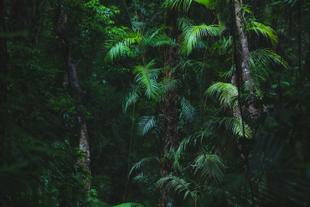 Tropen im Daintree Regenwald
