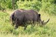 Nashorn Safari im Hluhluwe Nationalpark
