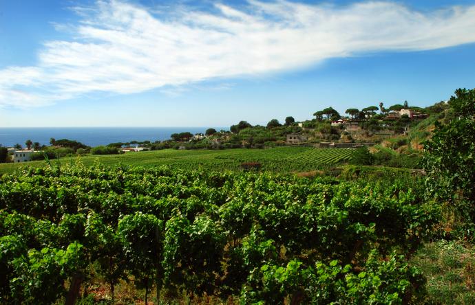 Weinberge