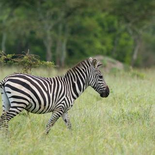 Zebra im Lake Mburo Nationalpark