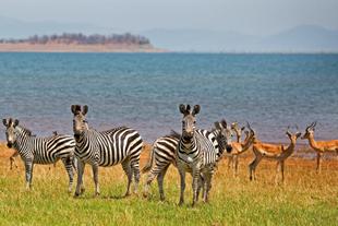 Zebras und Impalas am Ufer des Lake Karibas