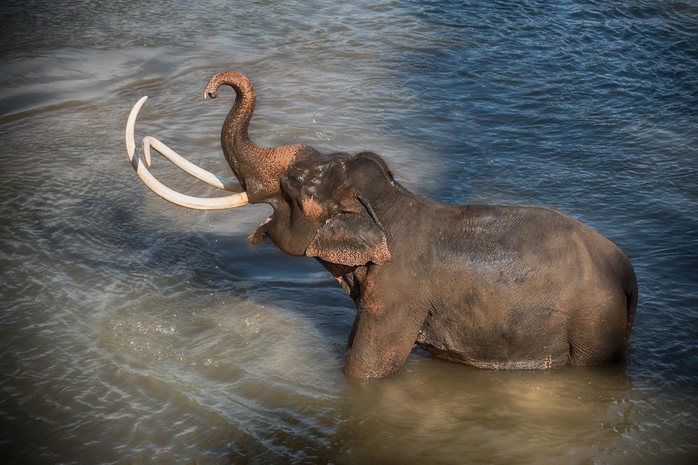 Elefanten im Fluss Kwai