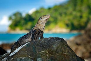 Eidechse im Carara Nationalpark