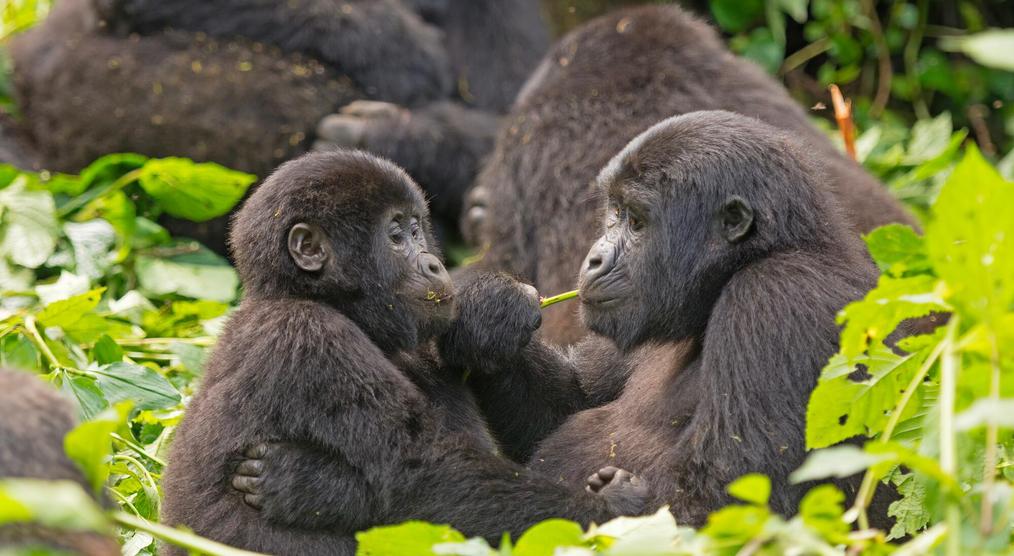 Gorillas im Bwindi Forest
