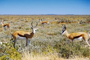 Etosha Nationalpark