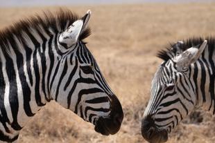 Zebras im Nationalpark