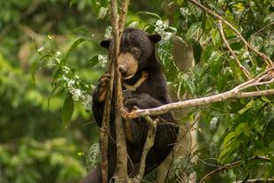 Sun Bear im Conservation Centre