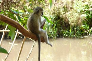 Affe am See