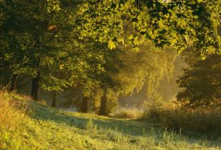 Landschaft im Hagaparken bei Sonnenaufgang