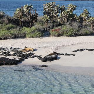 Strand auf den Galapagosinseln