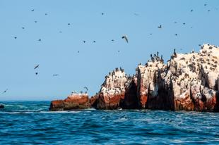 Ballestas Inseln