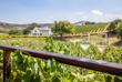 Weine in Stellenbosch 