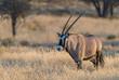 Oryx-Antilope