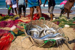 Fischfang des Tages