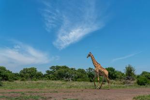 Giraffe im Krüger-Nationalpark