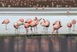 Anden Flamingos