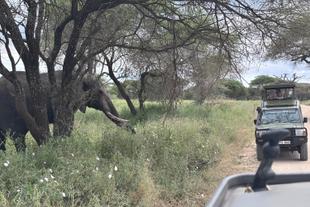 Elefantenbeobachtung auf Safari in der Serengeti