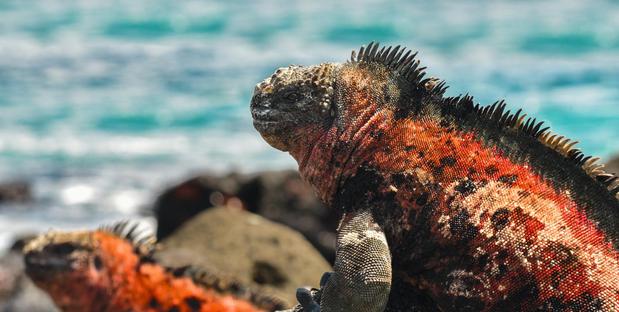 Ecuador & Galapagos Landschaft