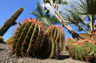 Kakteen im Botanischen Garten
