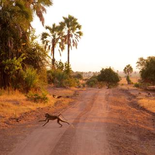 Liwonde Nationalpark