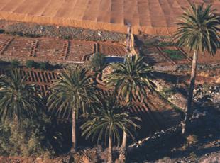 Plantagen in Tindaya