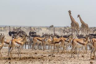 Tiere im Etosha-Nationalpark