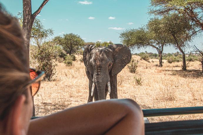 Eine Frau blickt bei einer Studienreise während der Safari aus dem Jeep auf einen Elefanten