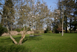 Gartenanlage