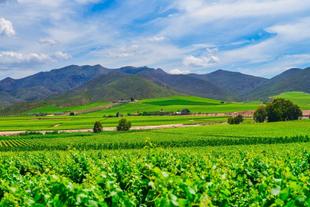 Wine Valley in Robertson