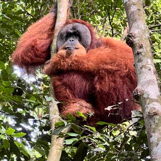 Orangutan in den Bäumen