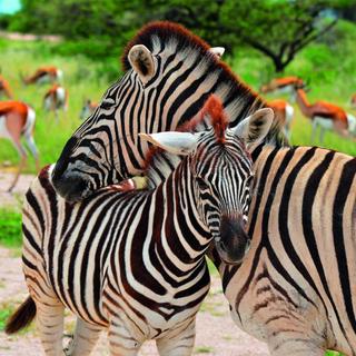 Zebras im Etosha Nationalpark