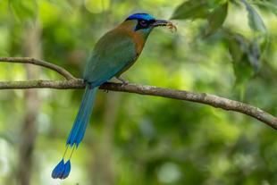 Motmot