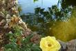 Teich im Garten des Hotels