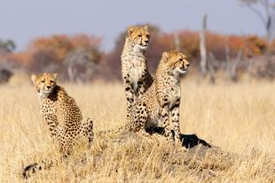 Leoparden im Hwange-Nationalpark