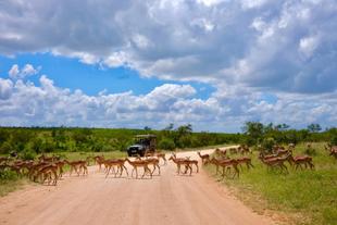 Impala Herde überquert die Straße im Krüger Nationalpark