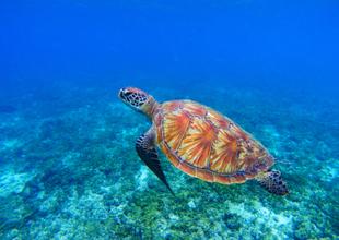 Schildkröten auf Apo Island