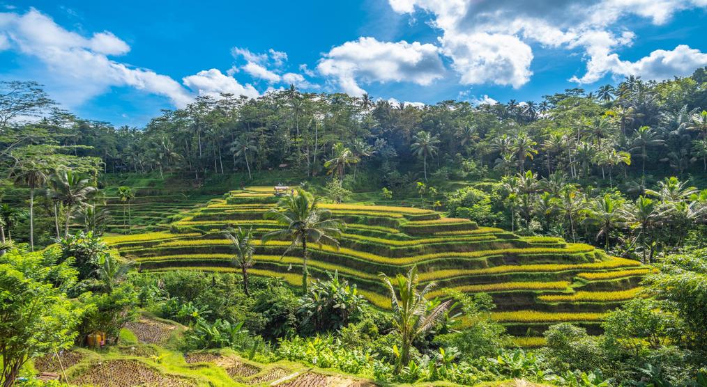 Blick auf die Reisterrassen während einer Bali Gruppenreise