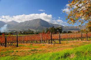 Weinreben von Franschoek