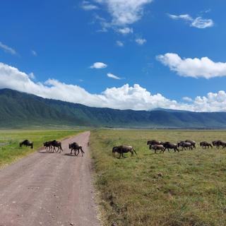 Gnuherde im Ngorongoro Krater