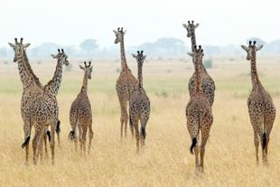 Giraffen im Serengeti Nationalpark