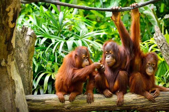 Orang Utan