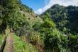 Levada das Mimosas
