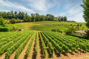 Weinberge in Saint-Émilion
