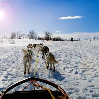 Schlittenhunde