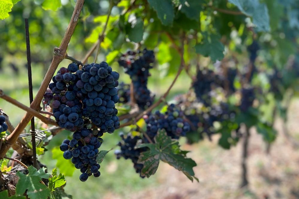 Weintrauben auf einem Weingut in Neufundland 