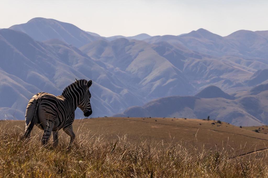 Zebra vor den Bergen Eswatinis