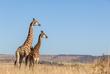 Giraffen Game Reserve
