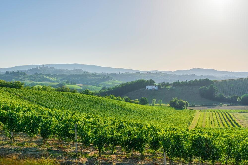 Weinberge rund um San Gimignano